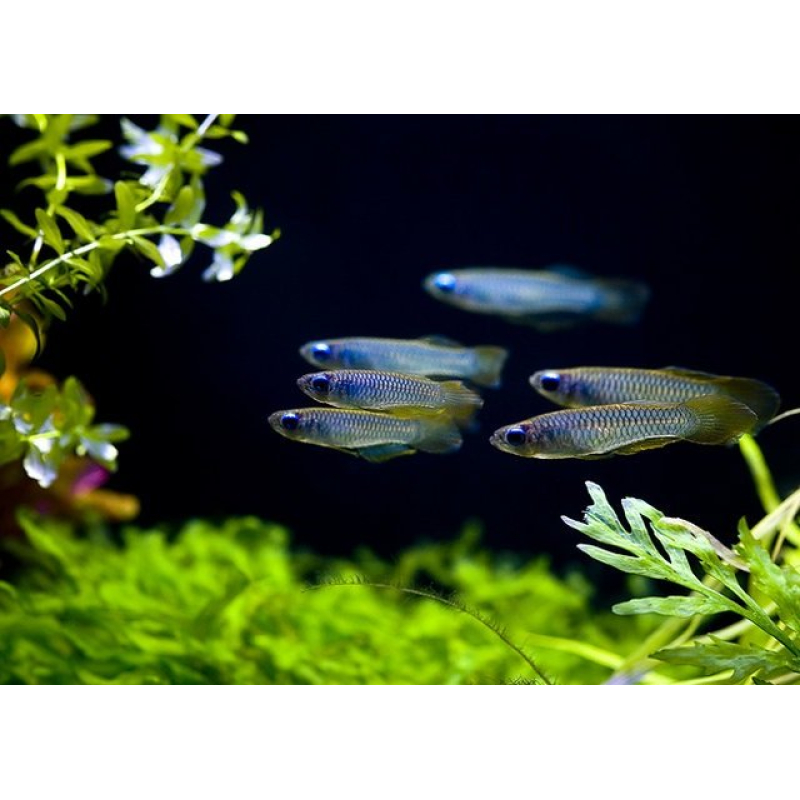 Aplocheilichthys Normani 1,5cm